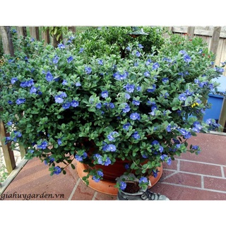 2 chậu Cây thanh tú