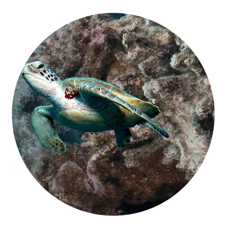 Giấy Dán Tường / Sàn Nhà Hình Cá Heo Chống Nước Tự Dính Trang Trí Phòng Ngủ / Nhà Tắm