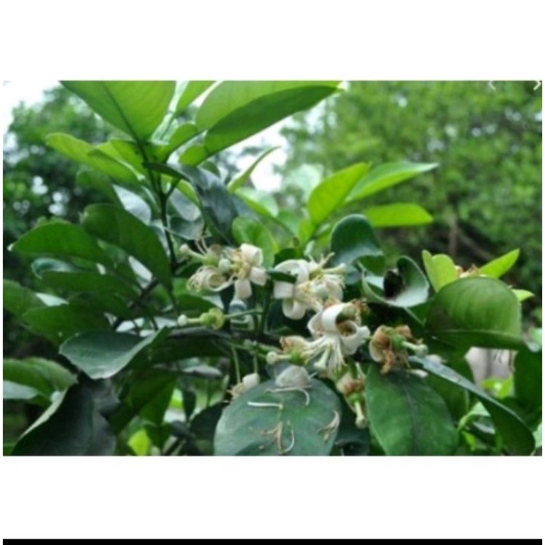 1 ký lá Bưởi Khô hàng loại 1