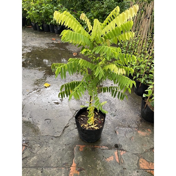 Cây giống khế tàu