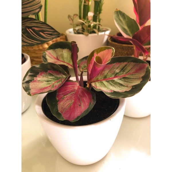 Calathea Maranta rosa - đuôi công lạ, đẹp mắt