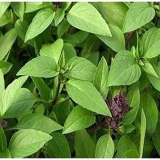 Hạt giống rau húng quế 10gr - dễ trồng, năng suất cao