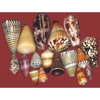 Vỏ ốc cối mè bông