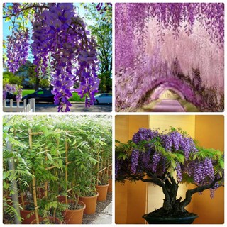 Hạt giống hoa tử đằng mix gói 5 hạt (TẶNG gói kích thích hỗ trợ hạt nảy mầm)