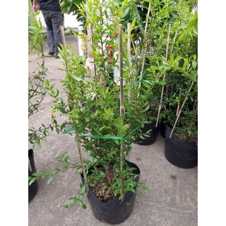 Cây Lựu Ấn Độ