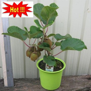Hạt Giống Kiwi - 30 Hạt