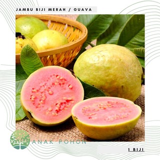 Hạt giống Ổi Merah Hạt giống Ổi đỏ 10h