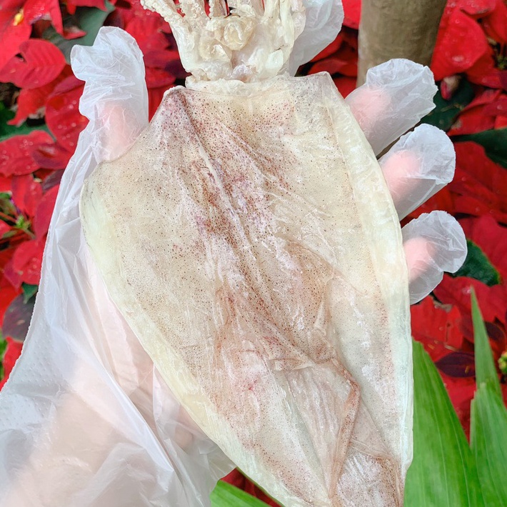 Khô Mực Đà Nẵng loại Ngon, thịt ngọt, cân đúng, size trung M1 18-22 con/kg, Đặc sản Đà Nẵng Ngon HANIGO
