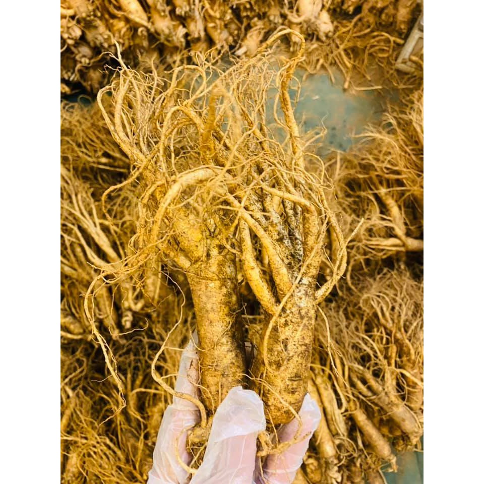 Nhân Tâm Tươi 6 năm 149.000/ củ size sâm trung 10 củ/kg Hàn Quốc