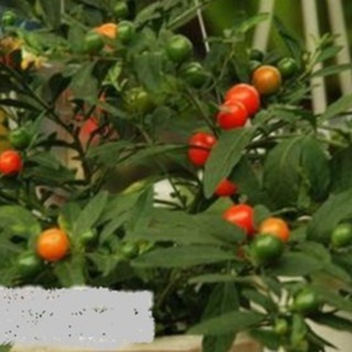 Hạt giống Ớt bi ( ớt kiểng quả tròn ) 1 gói 30 hạt