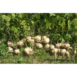 HẠT GIỐNG CỦ SẮN 10GR