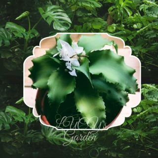 Dứa Tiểu Phụng Xanh |  Green Cryptanthus