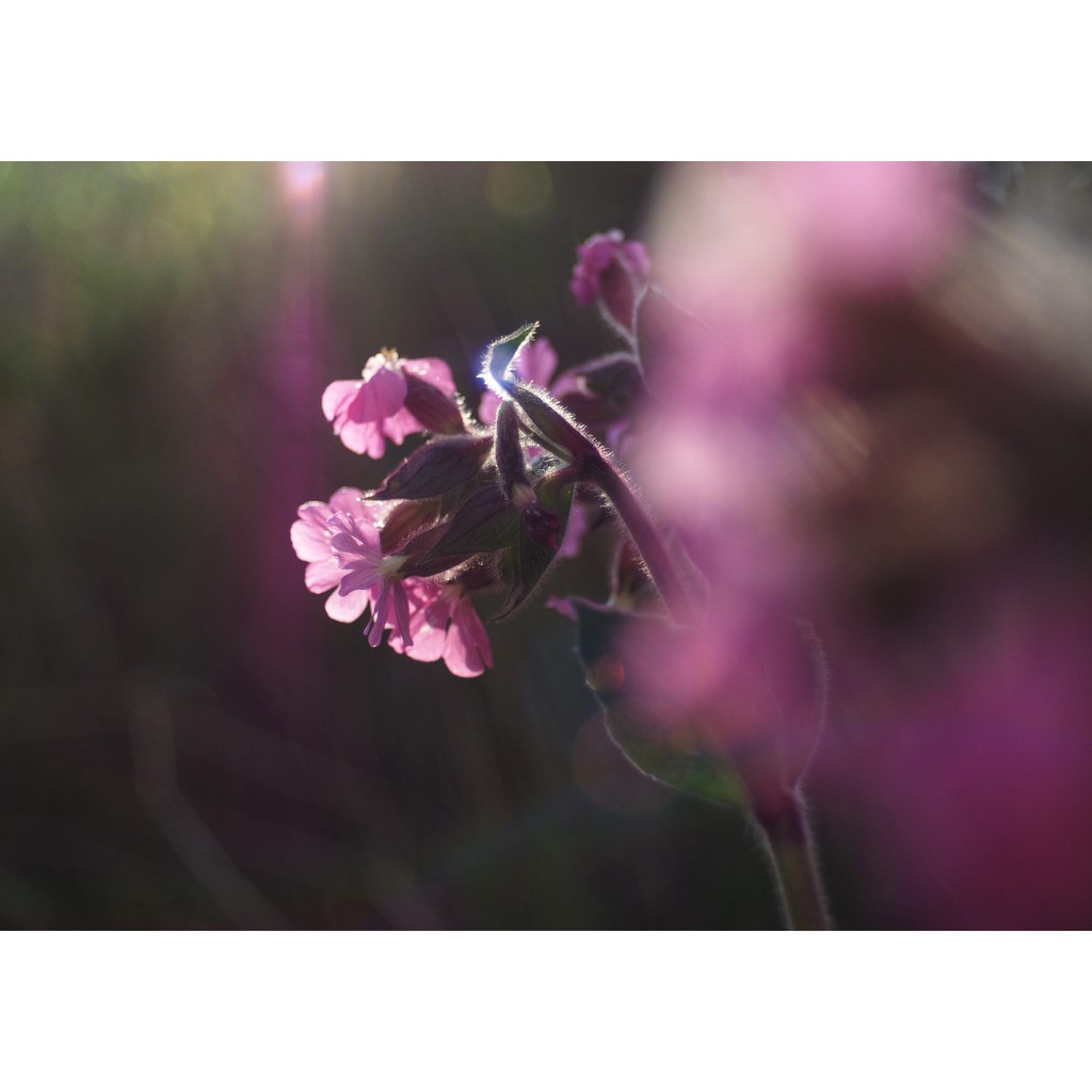 Ống kính máy ảnh Vivitar 28mm f2.8 MF TX  98% - 17504