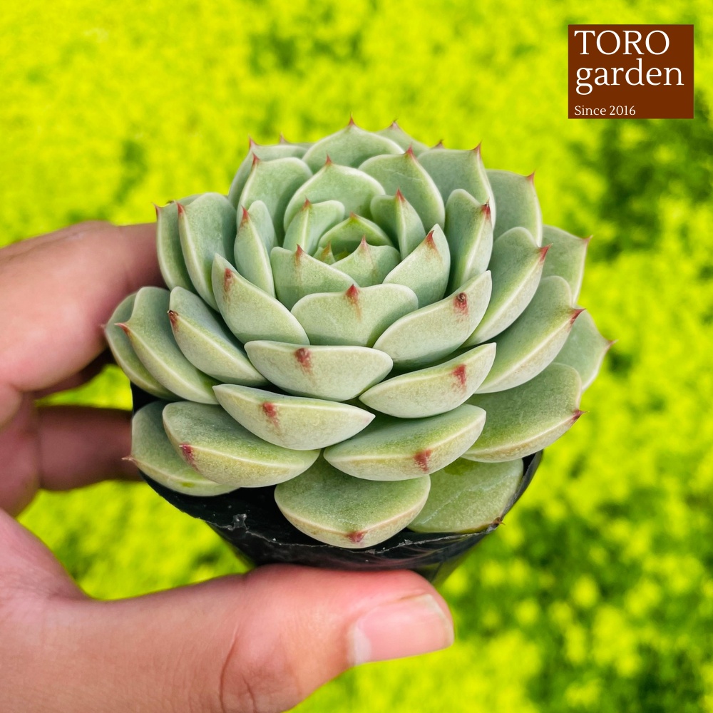 Sen đá vân mai Đà Lạt size bé cây cảnh trang trí nhà cửa Toro garden