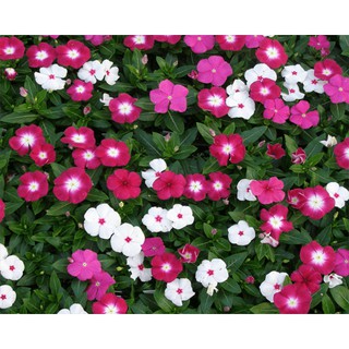 HẠT GIỐNG HOA DỪA CẠN RỦ MIX