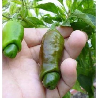 Hạt Giống Ớt Cu Tí (Ớt Peter ) { gói 10 hạt }
