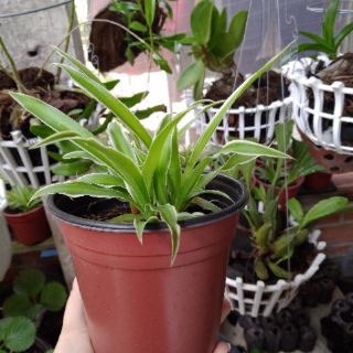 Chậu Cây giống Mẫu Tử