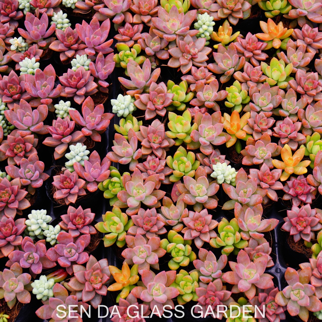 Sen Đá chậu nhỏ mix 3 cây khác nhau GLASS GARDEN, Sen đá đà lạt giá rẻ, thuần khí hậu,  lỗi 1 đổi 1