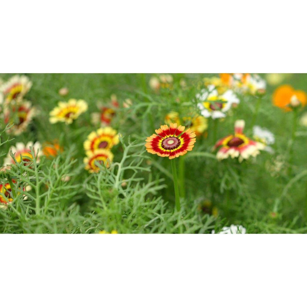 [Rẻ Vô Địch] Hạt Giống Cúc chi 3 màu Rainbow Mix 50 Hạt/ Gói golden seed