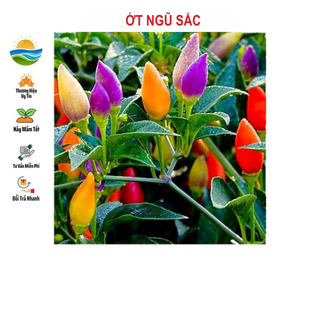 Hạt giống ớt ngũ sắc 30 hạt
