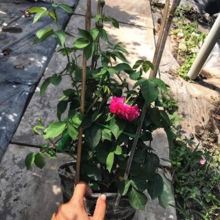 Hồng leo Tường Vy(chỉ ship miền nam và nam trung bộ) tặng kèm phân bón