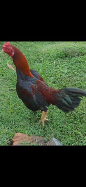 10 quả trứng gà tre mỹ