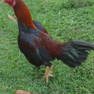10 quả trứng gà tre mỹ