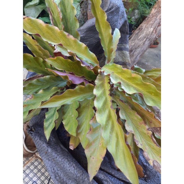 Ngải huyết rồng, 1 bụi giống