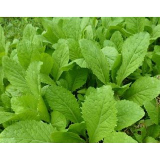 20g-Hạt giống Cải Ăn Non Baby