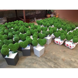 HẠT CỎ MAY MẮN - GÓI 1 GRAM