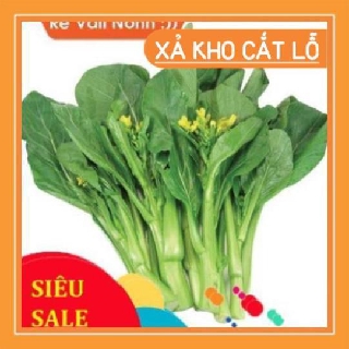 20 gam hạt rau cải ngồng chất lượng cao