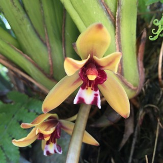 1 thân ĐỊA LAN KIẾM TIÊN VŨ RỪNG BÌNH ĐỊNH