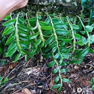 [FREESHIP - Xả Khô Máu] Hoa phong lan-long tu lào( bảng 3 cây,cao 30cm)