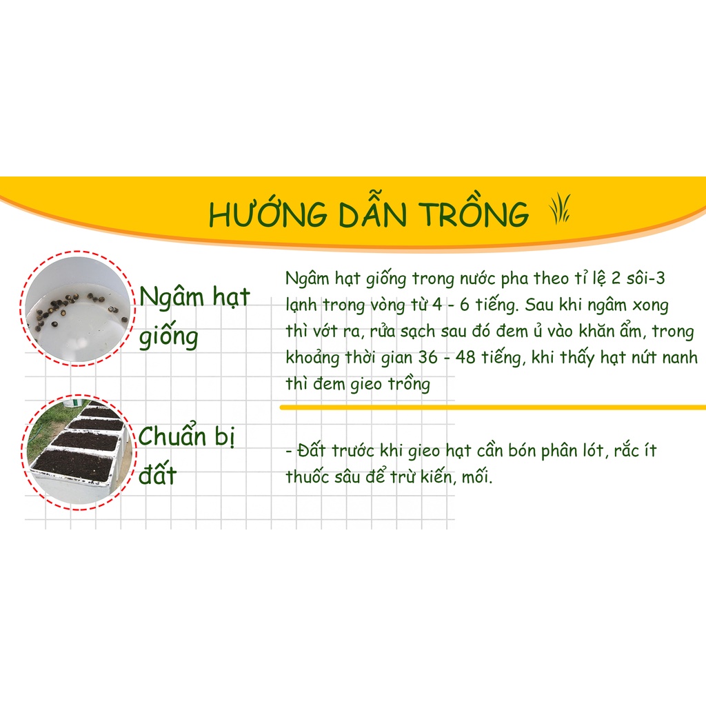 Hạt giống Rau Ngò Ta (Ngò Rí) ( Gói 20 Gram ) - Nông Sản Vàng