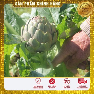 COMBO 02 gói hạt giống Atiso xanh TẶNG 1 phân bón