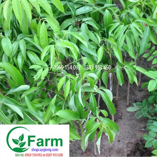 cây nho ninh thuận 02 nhãn 02 vải ghép 01 trà xanh tặng