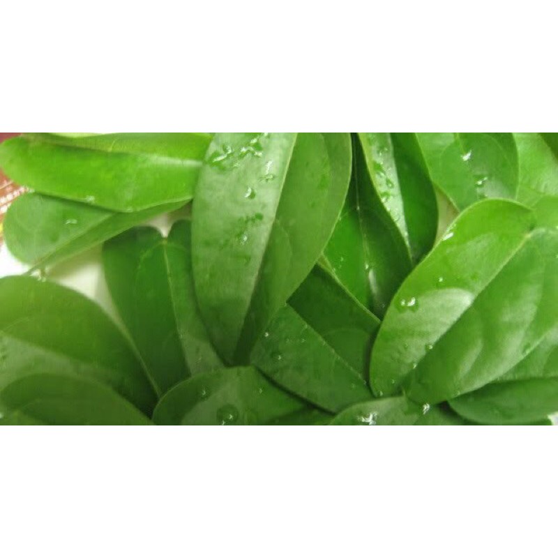 Lá sương sâm(dùng làm thạch sương sâm)
