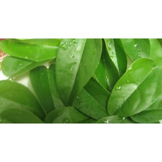 Lá sương sâm(dùng làm thạch sương sâm)