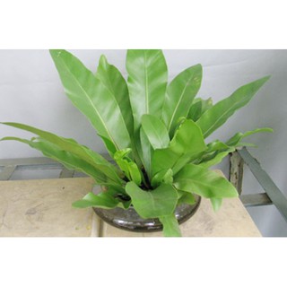 Cây Tổ Phụng