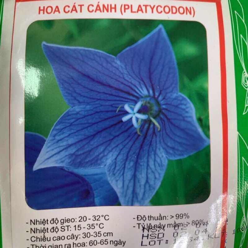 Hạt hoa cát cánh- gói 100 hạt