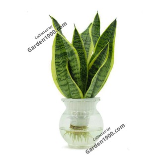 Cây lưỡi hổ vàng xanh thủy sinh - Cây nội thất văn phòng - Cây để bàn