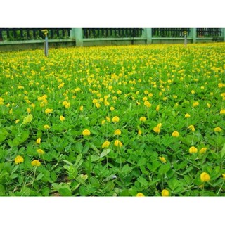 HẠT GIỐNG CỎ LẠC ĐẬU PHỘNG - Gói 5 Hạt (HẠT GIỐNG CHUẨN FARM_ĐẢM BẢO CHẤT LƯỢNG)