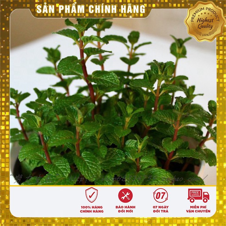 HẠT GIỐNG BẠC HÀ MINT (LUCKY SEED)