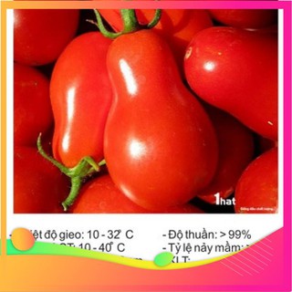 Hạt giống cà chua lê đỏ - 30 hạt vietgar