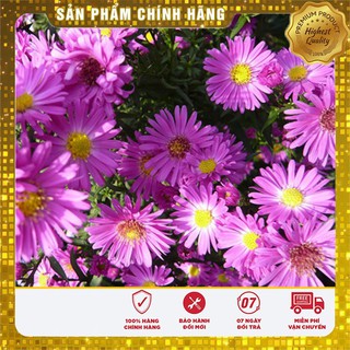 Hạt Giống Hoa Cúc Thạch Thảo( 50-100 hạt)
