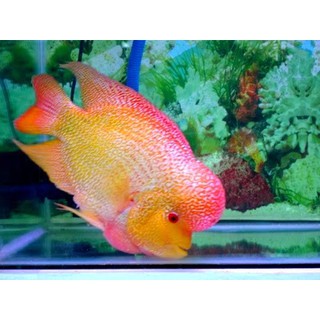 Mô Hình Nhân Vật Lohan Fish / Louhan Gb X Srd Kích Thước 4-7 cm