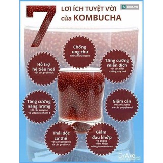 CON GIỐNG SCOBY SIÊU TO KHỎE LÀM TRÀ LÊN MEN KOMBUCHA