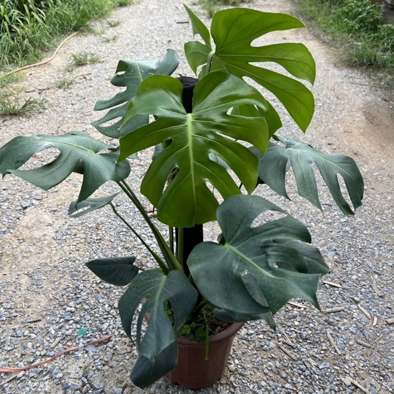 Cây trầu bà Monstera size trưởng thành leo cột bản lá to, cây cảnh phong thủy nội thất mang đến phú quý