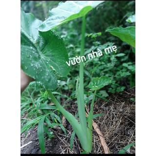 Cây bạc hà nấu canh ( dọc mùng)