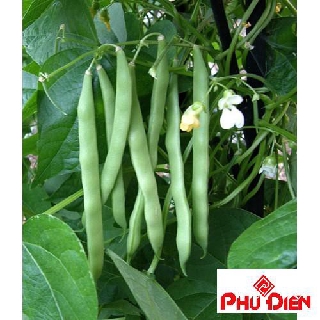 20 gr hạt giống đậu cove leo xanh  PHÚ ĐIỀN